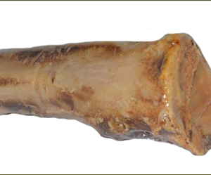 King's Smulbeen Rund XL<br>